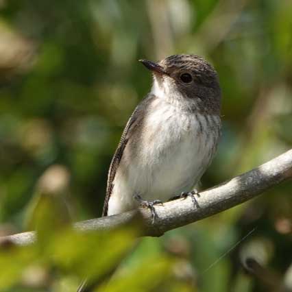 West Coast Birdwatching - Pembrokeshire Birdwatching Trips