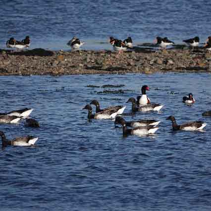 The Gann - West Coast Birdwatching